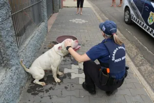 Imagem ilustrativa da imagem GM trata de pit bull ‘fugitivo’ em Ponta Grossa