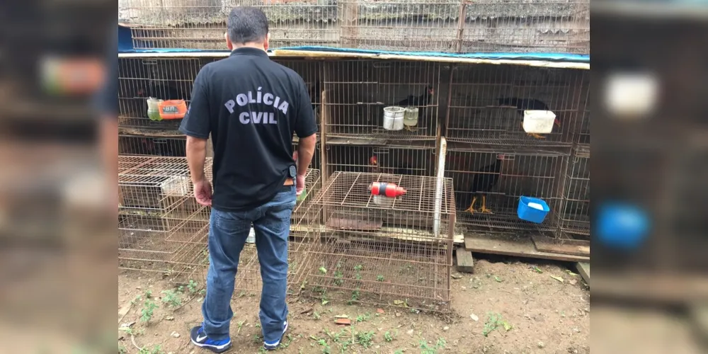 Imagem ilustrativa da imagem Idoso de 71 anos é preso por maus-tratos contra galinhas
