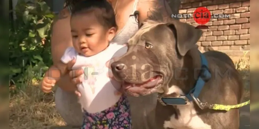 Cão salvou a vida de uma bebê de apenas sete meses! O caso aconteceu em Stockton nos Estados Unidos