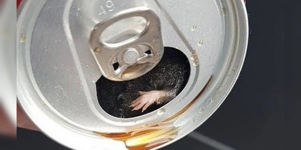 Imagem ilustrativa da imagem Homem diz ter achado rato em lata de refrigerante