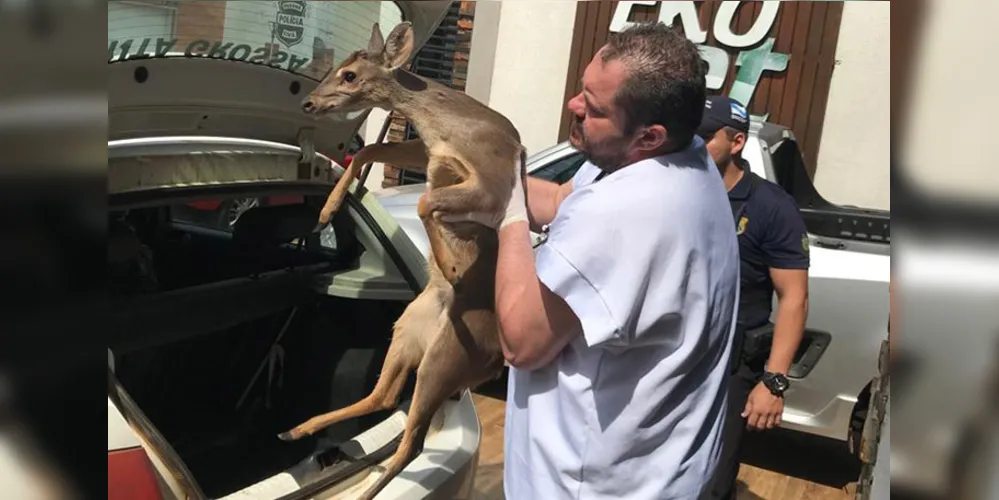 Cervo foi resgatado e levado a clínica veterinária especializada em animais silvestres