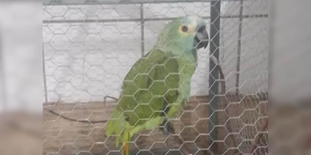 “Mamãe, polícia”, gritou o papagaio ao ver a aproximação da Polícia Militar. O caso ocorreu em Teresina (PI)