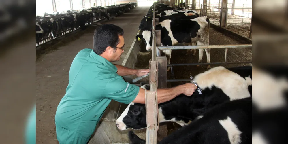 Vacinação é obrigatória para animais jovens de zero a 24 meses, bovinos e búfalos