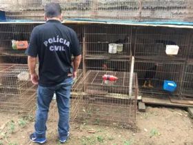 Imagem ilustrativa da imagem Idoso de 71 anos é preso por maus-tratos contra galinhas