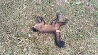 Até ontem, 18 macacos foram encontrados mortos no município