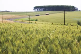 Estimativa leva em conta a produção de 3,3 milhões de toneladas de trigo neste ano