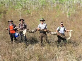 A cobra fêmea, capaz de engolir um cervo inteiro, continha 73 ovos em desenvolvimento