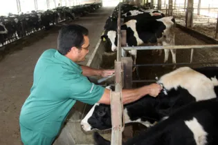 Vacinação é obrigatória para animais jovens de zero a 24 meses, bovinos e búfalos