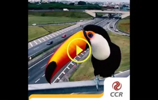 Imagem ilustrativa da imagem Tucano é
flagrado por câmera em rodovia paulista