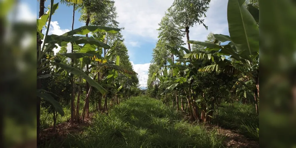 Sistema agroflorestal para produção orgânica de frutas