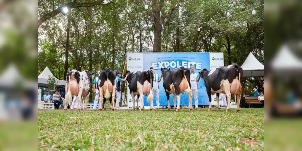 Região tem o melhor gado da raça holandesa do Brasil