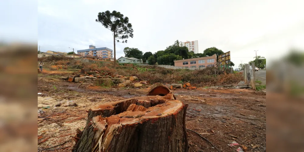 Imagem ilustrativa da imagem Projeto obrigaria apresentação
de estudo para corte de árvores