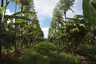 Sistema agroflorestal para produção orgânica de frutas