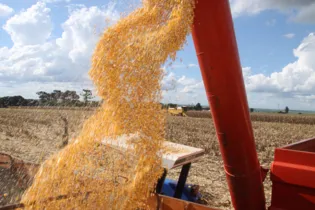 Expectativa de produção do milho safrinha teve queda, mas mesmo assim deve superar a marca de  13 milhões de toneladas
