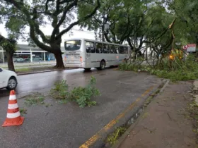 Na Avenida Getúlio Bargas, uma faixa da pista foi interditada com a queda de uma parte de um galho de árvore, na  região do bairro Água Verde.