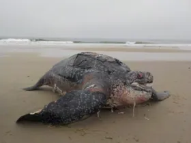 Segundo o Centro de Estudos do Mar (CEM), da Universidade Federal Paraná (UFPR), o animal pesava cerca de 300 kg.