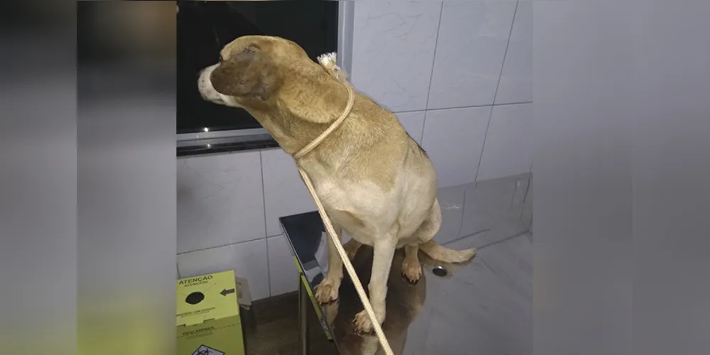 Cadela foi resgatada e está em tratamento na clínica Espaço Animal