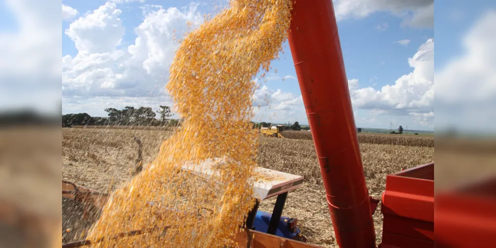 De acordo com o IBGE, a alta de 5,9% deve ser puxada pela produção de milho, que deve crescer 21,5% em relação ao ano anterior
