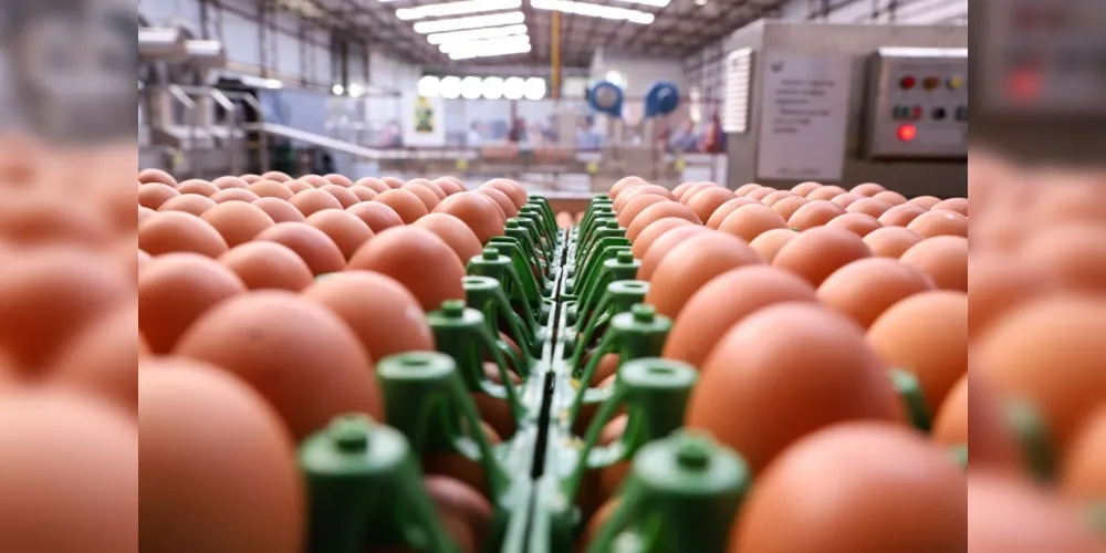 Entre os produtos que tiveram a exportação liberada com o novo acordo comercial, estão os derivados de ovos