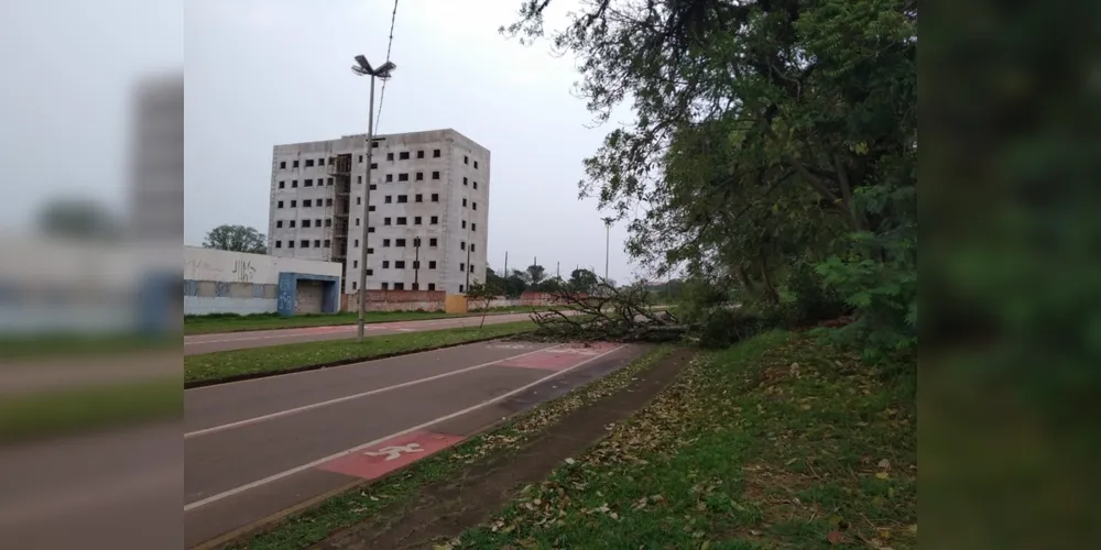 Imagem ilustrativa da imagem Queda de árvore interdita avenida em Uvaranas