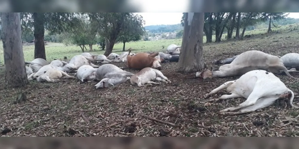 Um raio matou 27 cabeças de gado de corte
