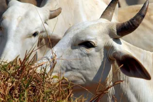 No período analisado, foram abatidas 8,08 milhões de cabeças de bovinos