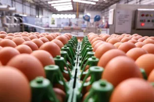 Entre os produtos que tiveram a exportação liberada com o novo acordo comercial, estão os derivados de ovos