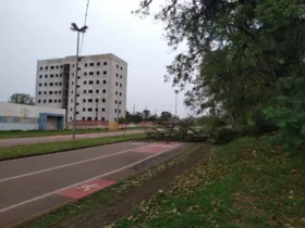 Imagem ilustrativa da imagem Queda de árvore interdita avenida em Uvaranas