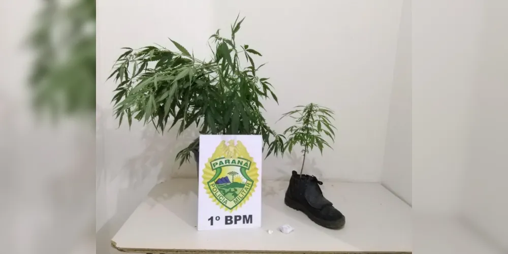 Plantas foram encontradas com dois rapazes no bairro Órfãs