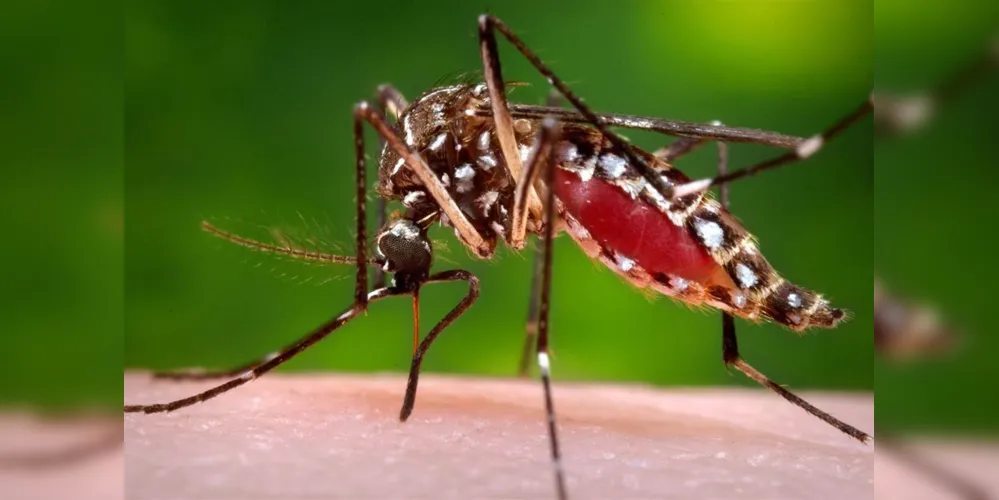 Mais três pessoas morreram por conta da dengue em Paranaguá. 
