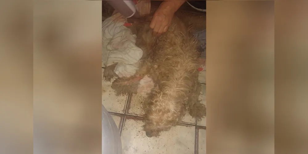 Após mais de 40 horas, cachorro que caiu em buraco é resgatado pelos bombeiros em Curitiba
