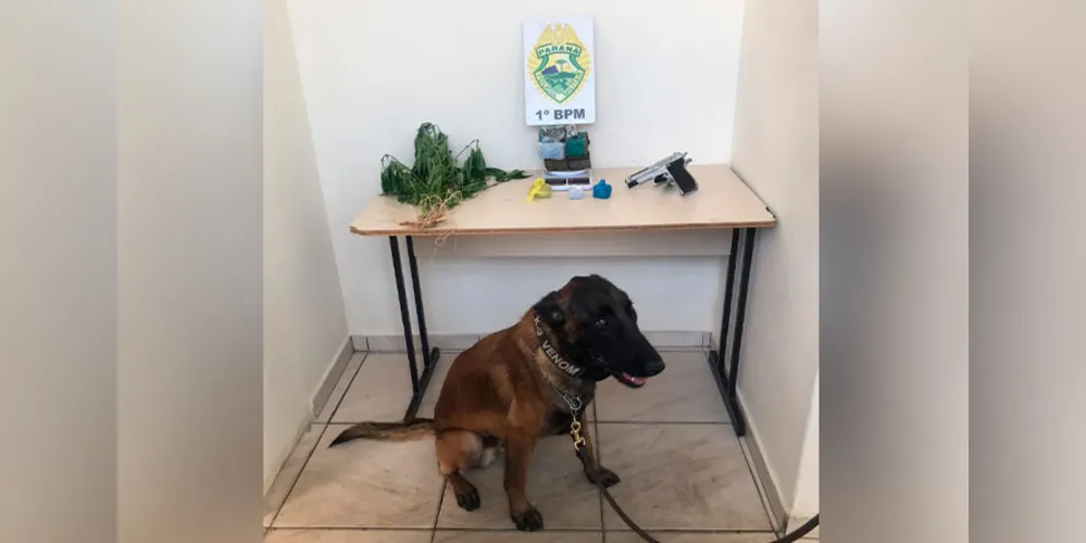 Imagem ilustrativa da imagem PM apreende drogas e arma com auxílio de cão policial