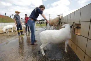 Imagem ilustrativa da imagem Feira Paraná terá leilão de ovinos nesta sexta