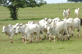 A Instrução Normativa determina a proibição de ingresso e incorporação de animais vacinados contra a febre aftosa no Estado do Paraná