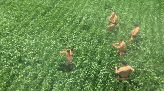 Imagem ilustrativa da imagem Vídeo mostra policiais rendendo suspeito em meio à plantação