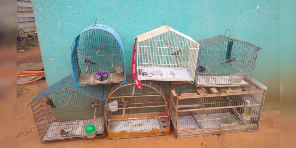 As aves foram encaminhadas ao Instituto Ambiental do Paraná (IAP) de Ponta Grossa