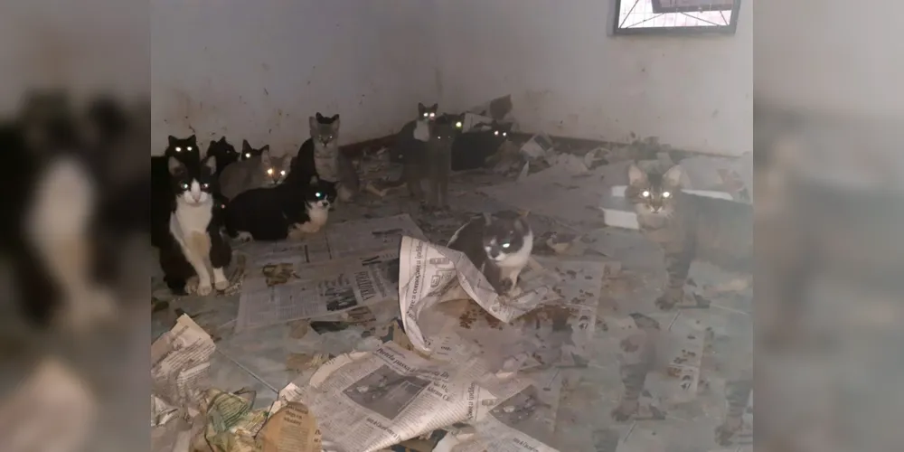 Imagem ilustrativa da imagem Polícia Ambiental descobre casa com 400 gatos em PG