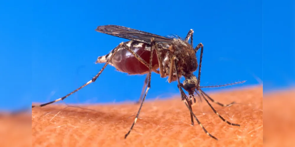 Causa da morte da menina de sete anos é investigada como dengue hemorrágica