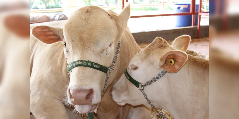 e acordo com a ABCP, Purunã pode ser adotada tanto para criação exclusiva quanto em cruzamentos com vacas Nelore 