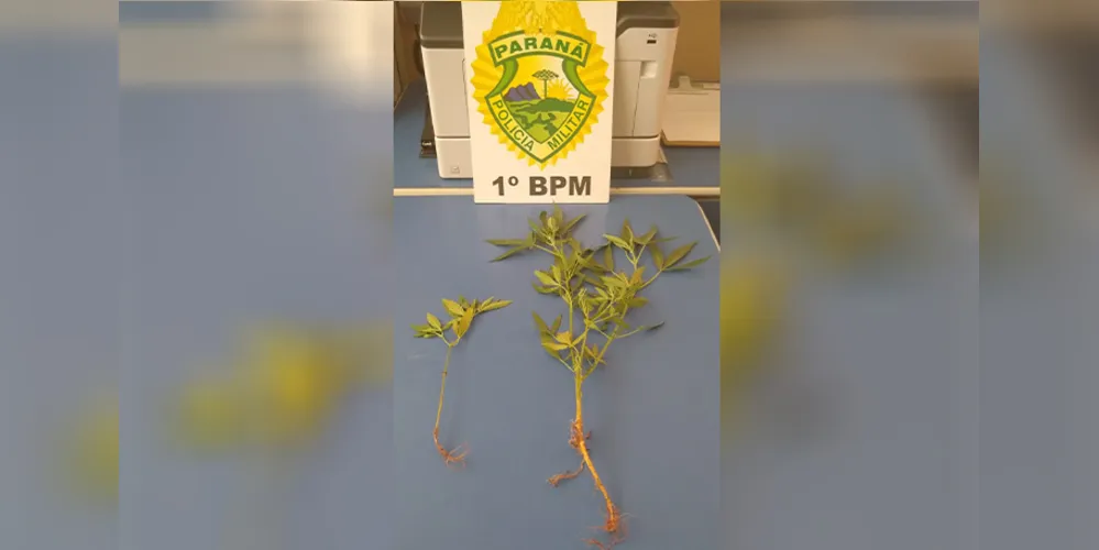 Plantas estavam no quintal de residência abandonada em Piraí do Sul