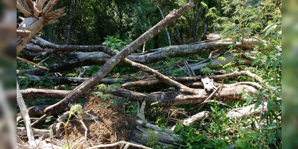 Em vistoria, foi constatado a destruição de vegetação nativa em 4,11 hectares fora de área de preservação permanente