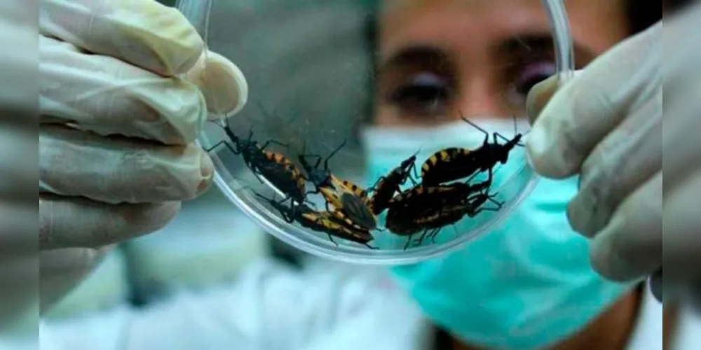 A doença de Chagas é uma infecção causada pelo protozoário Trypanosoma cruzi, cujo principal vetor é o inseto “barbeiro” contaminado.