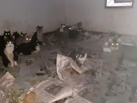 Imagem ilustrativa da imagem Polícia Ambiental descobre casa com 400 gatos em PG