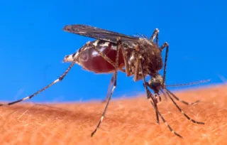 Causa da morte da menina de sete anos é investigada como dengue hemorrágica