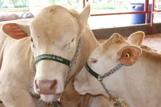 e acordo com a ABCP, Purunã pode ser adotada tanto para criação exclusiva quanto em cruzamentos com vacas Nelore 