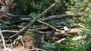 Em vistoria, foi constatado a destruição de vegetação nativa em 4,11 hectares fora de área de preservação permanente