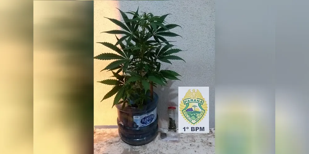 Além da porção da droga, policiais encontraram um pé de maconha plantado num vaso