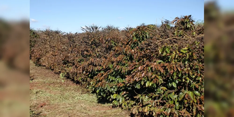 Serviço, que opera de maio a setembro, ajuda produtores a proteger lavouras de café.