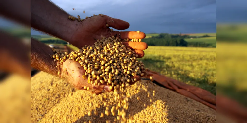 Entre as principais lavouras de grãos do país, na comparação com 2019, são esperados aumentos de 6,7% na produção de soja e de 3,5% no arroz