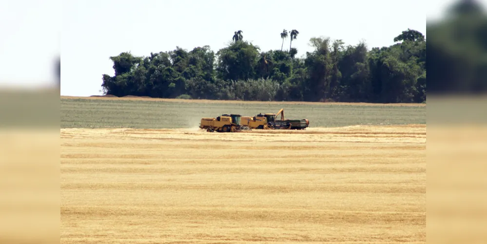 Safra de trigo deve ser prejudicada no Estado em função da falta de chuva
